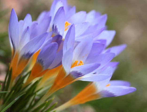 Fleurs de crocus au printemps