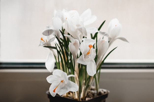 Fleurs de crocus blanc en fleur sur le rebord de la fenêtre avec un fond blanc