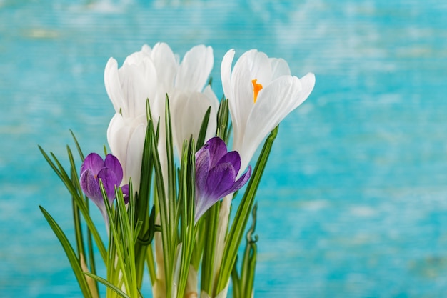 Fleurs de crocus blanc et violet dans un pot blanc