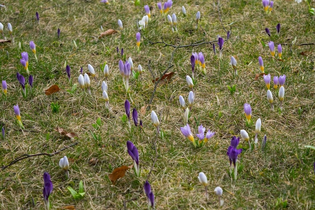 Fleurs de crocus dans une clairière de printemps blanc violet