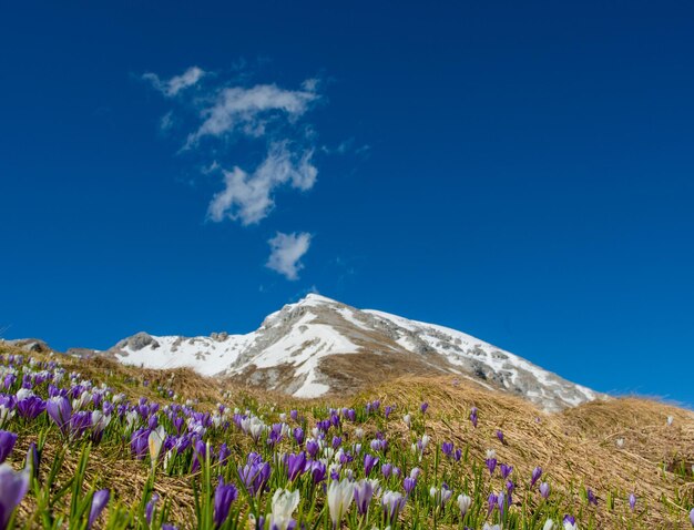 Fleurs de crocus dans les montagnes