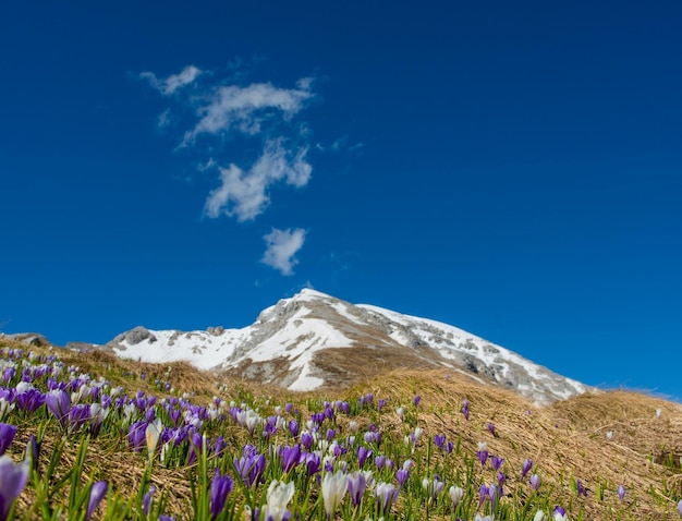 Fleurs de crocus fraîchement fleuries dans les montagnes