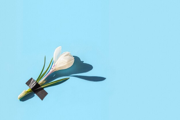 Fleurs de Crocus fraîches sous plâtre adhésif à la lumière.