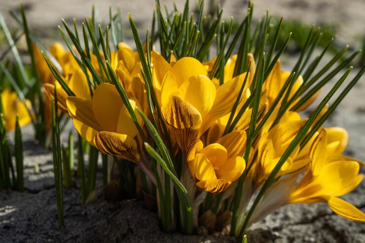 Fleurs de Crocus jaune sur le terrain Fleurs de printemps