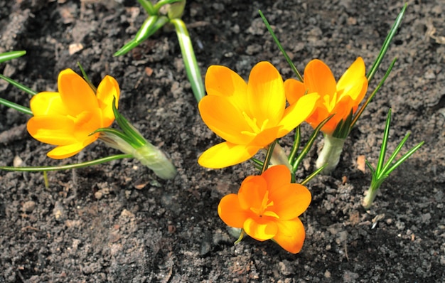 Fleurs de crocus jaunes