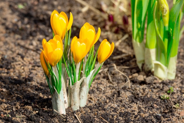 Fleurs de crocus jaunes