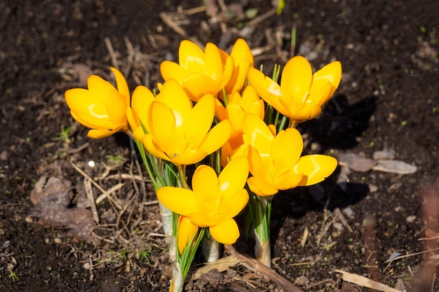 Fleurs de crocus jaunes