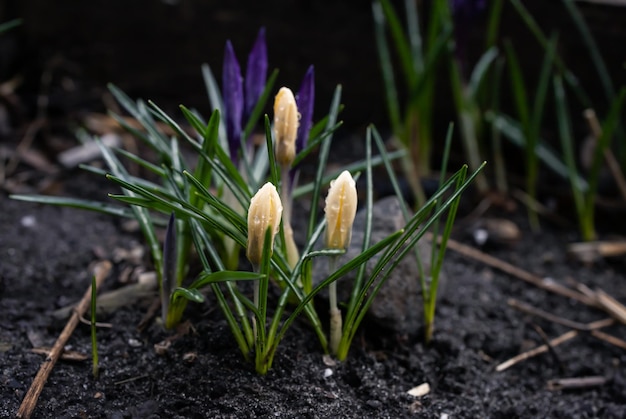 Fleurs de crocus par temps de pluie