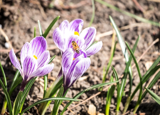 Fleurs de crocus sur le parterre de fleurs