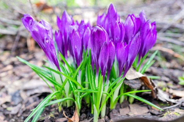 Fleurs de crocus pourpres colorées en fleurs sur une journée ensoleillée de printemps