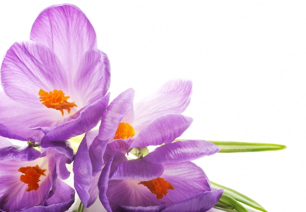 Fleurs de crocus de printemps