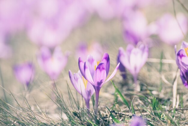 Fleurs de crocus de printemps