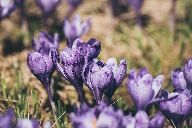 Fleurs de crocus de printemps