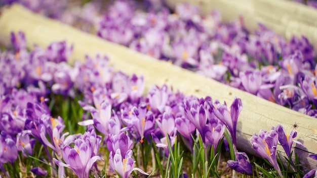 Fleurs de crocus de printemps