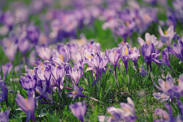 Fleurs de crocus de printemps