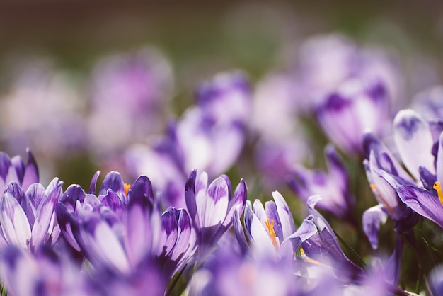 Fleurs de crocus de printemps