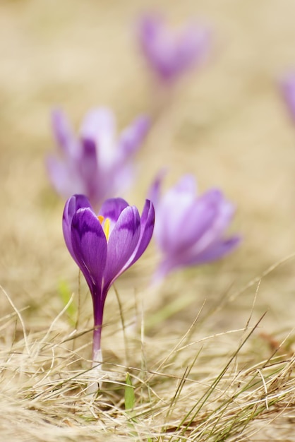 Fleurs de crocus de printemps