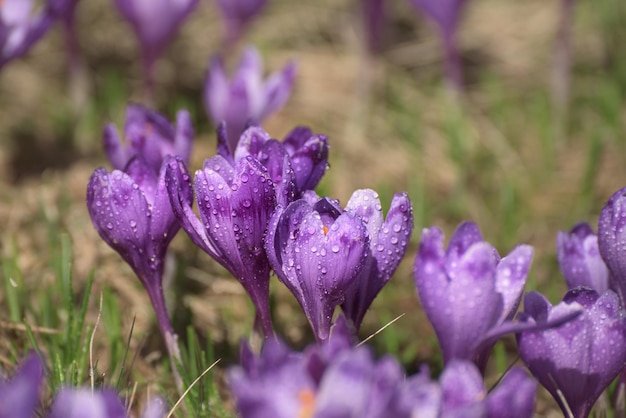 Fleurs de crocus de printemps