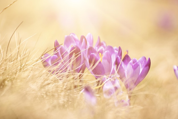 Fleurs de crocus de printemps