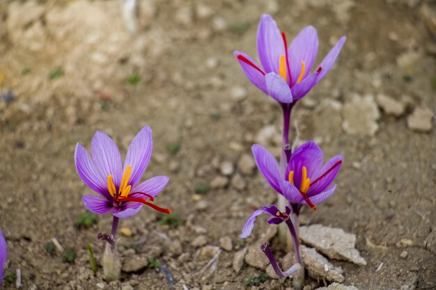 Des fleurs de crocus de safran sur le sol Un champ de plantes violettes délicates