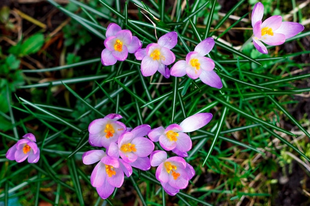 Les fleurs de crocus violet fleurissent au printemps