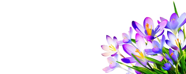 Fleurs de crocus violet en fleurs dans un flou artistique par une journée de printemps ensoleillée