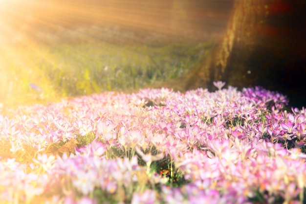 Fleurs de crocus violet en fleurs dans un flou artistique par une journée de printemps ensoleillée