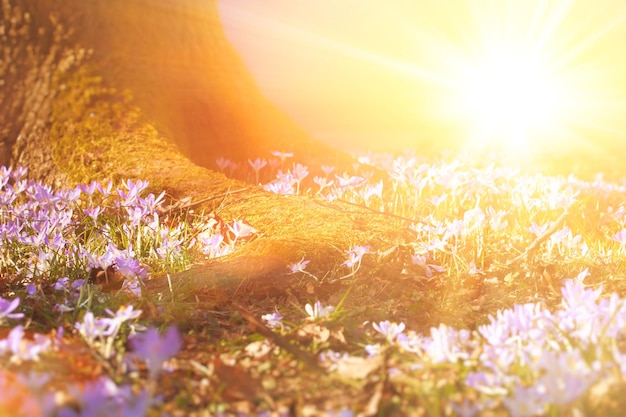 Photo fleurs de crocus violet en fleurs dans un flou artistique par une journée de printemps ensoleillée