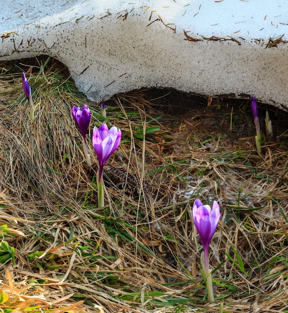 Fleurs de crocus violet sur la montagne de printemps