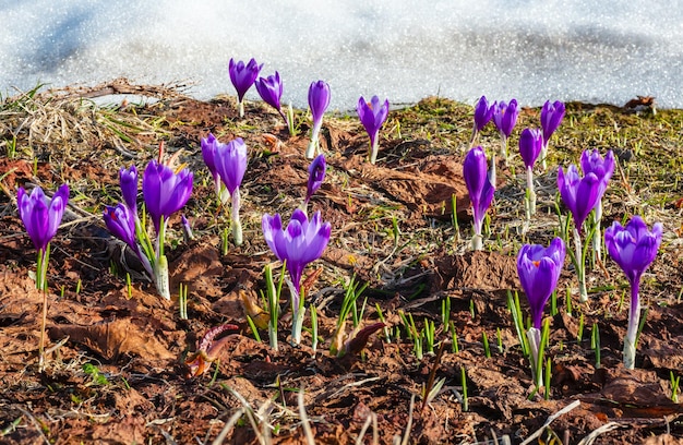 Fleurs de crocus violet sur la montagne de printemps