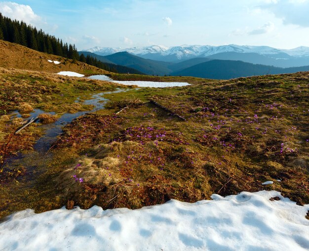 Fleurs de crocus violet sur la montagne de printemps