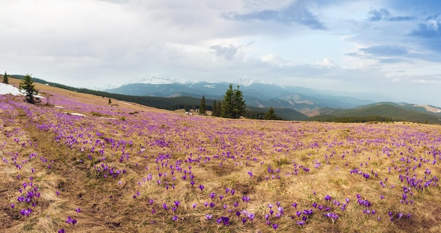 Fleurs de crocus violet sur la montagne de printemps