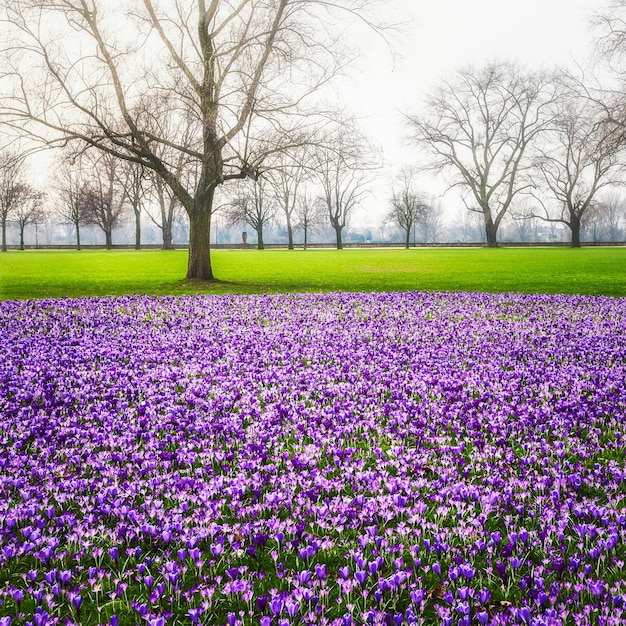 fleurs de crocus