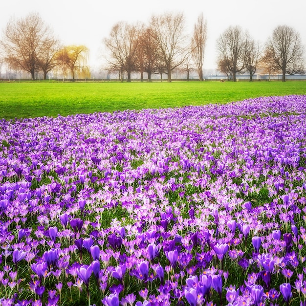 fleurs de crocus