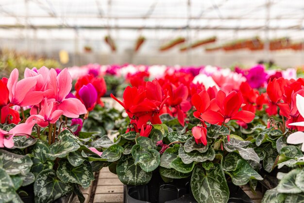 Fleurs de cyclamen en fleurs