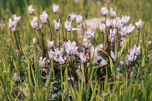 Fleurs de cyclamens sauvages