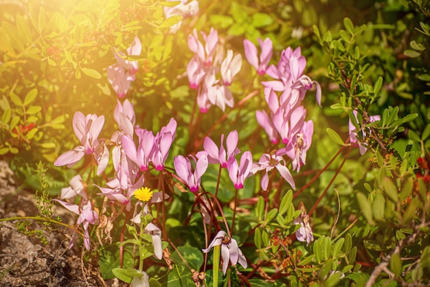 Fleurs de cyclamens sauvages