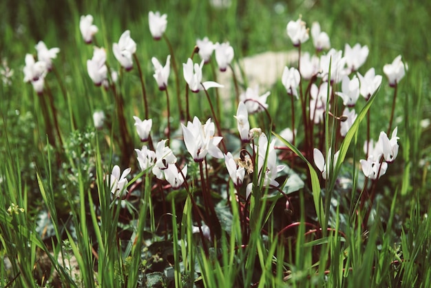 Fleurs de cyclamens sauvages