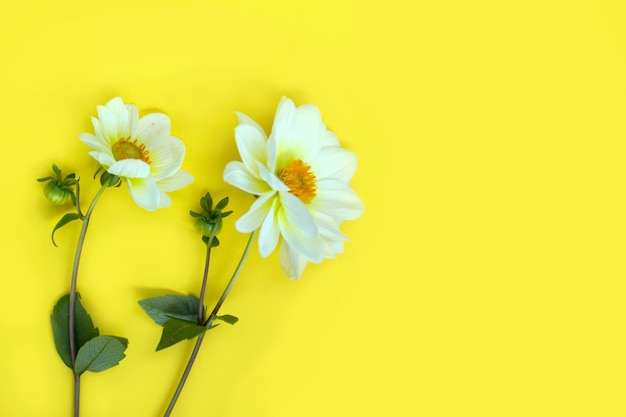 Fleurs de dahlia blanc sur fond jaune