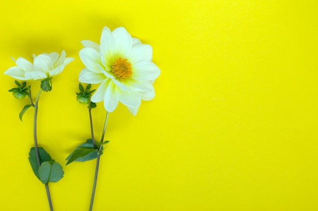 Fleurs de dahlia blanc sur fond jaune