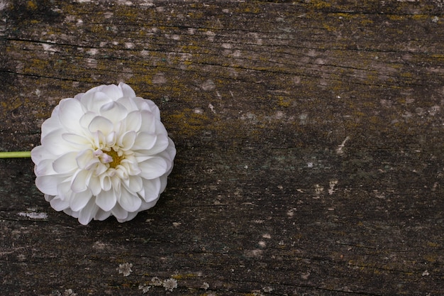 Fleurs de dahlia blanc gros plan sur fond en bois.