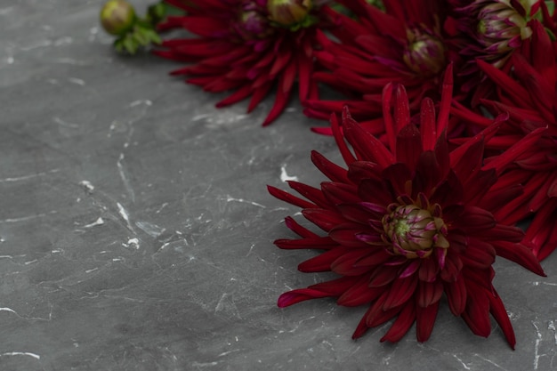 Fleurs de dahlia bordeaux sur fond de pierre grise.