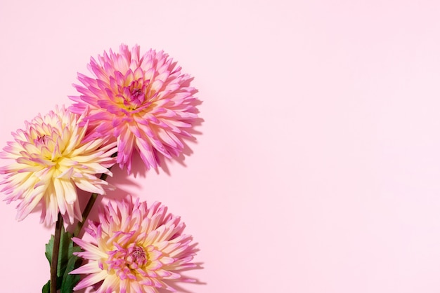 Fleurs de dahlia sur fond rose