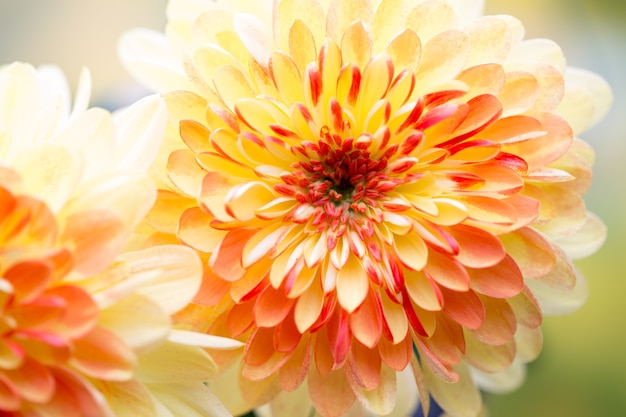 Fleurs de Dahlia se bouchent