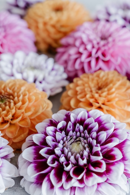 Fleurs de Dahlia