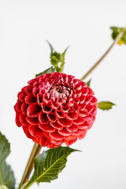 Fleurs de Dahlia