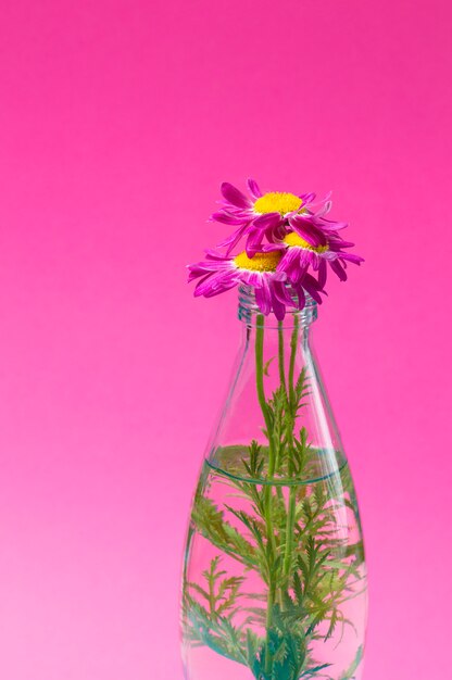 Fleurs dans une bouteille en verre sur fond rose