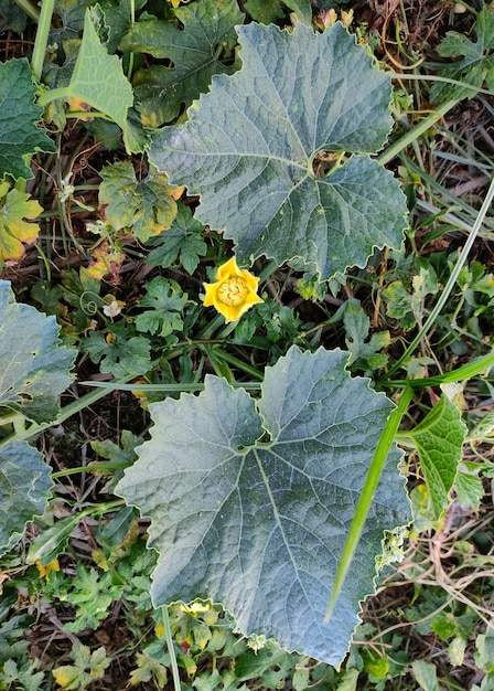 Photo fleurs dans les champs d'herbe verte