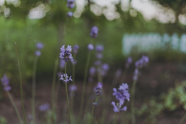 Fleurs dans la cour dans un parterre de fleurs