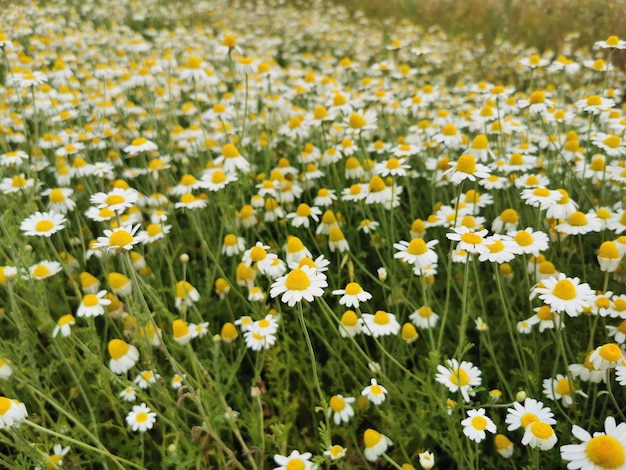 Fleurs dans le domaine